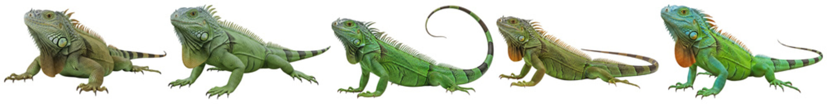 Striking photograph of various green iguanas in different poses, isolated on a transparent background.