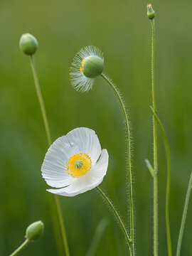 White bearpaw poppy (Arctomecon merriamii) fruit dehiscing. The capsule splits open to reveal a bird cage filled with seeds.