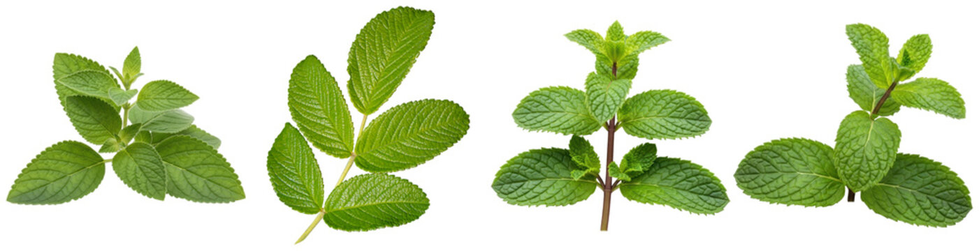 Vibrant fresh mint sprigs, a refreshing and aromatic herb photograph isolated on a transparent background for culinary.