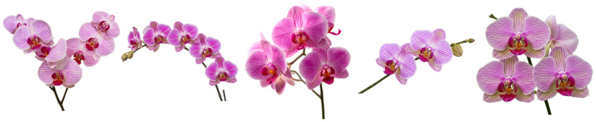 Photographs of elegant pink striped orchid blooms, showcasing delicate patterns, isolated on a transparent background. © IndustryPNG