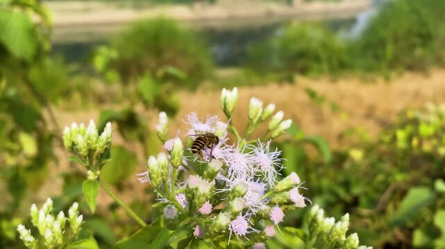 Bee collecting nectar from siam weed flower garden in rural Bangladesh.