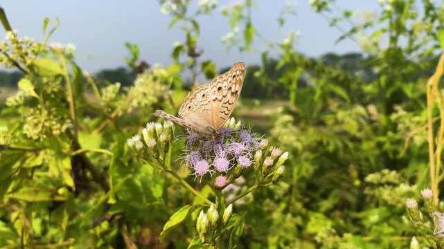 Beautiful butterfly resting on Jack in Bush flower garden rural bangladesh.