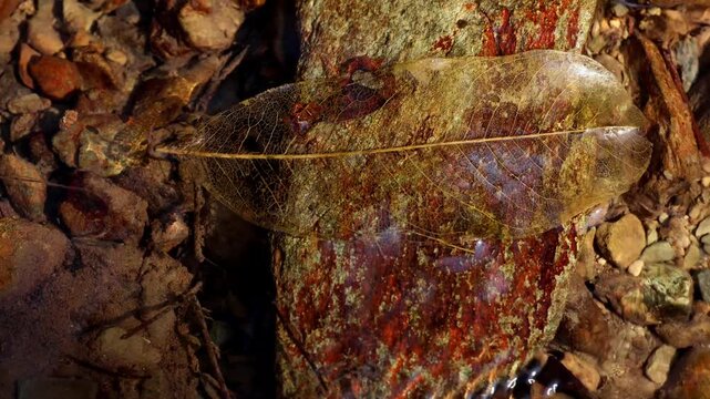 A real time nature video showing a delicate exoskeleton leaf slowly drifting and resting in a flowing freshwater mountain stream during a calm winter morning in Himachal Pradesh, India.