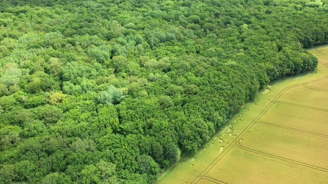 Drone shot of lush green forest meeting golden farmland in the French countryside. Vibrant summer landscape with natural textures and rural scenery.