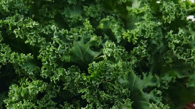 Video of Kale in a Basket	