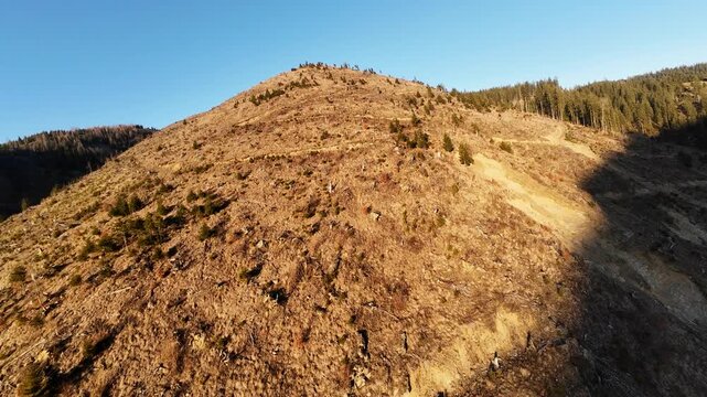 FPV drone flight over deforested mountain slope with clear-cut terrain, logging tracks and scattered tree stumps, revealing remaining forest edge under bright daylight.