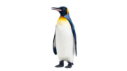 Obraz premium Majestic King Penguin standing elegantly in profile, showcasing its vibrant black, white, and golden plumage, isolated PNG on transparent background