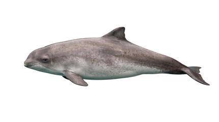 Realistic porpoise, a sleek grey marine mammal with a distinctive dorsal fin, captured swimming gracefully isolated on transparent background, aquatic wildlife PNG © Finn
