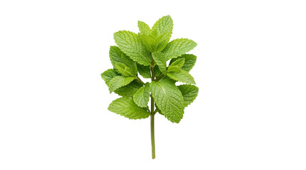 Fresh green mint leaves sprig, aromatic culinary herb isolated on transparent background PNG, perfect for food and drink design © Finn