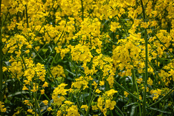 Bright Yellow Rapeseed Flowers Bloom in a Field During the Daytime in Spring