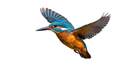 Fotobehang IJsvogel Vibrant common kingfisher bird in dynamic flight, showcasing stunning blue and orange plumage, perfectly isolated, ideal for wildlife design PNG  © Finn