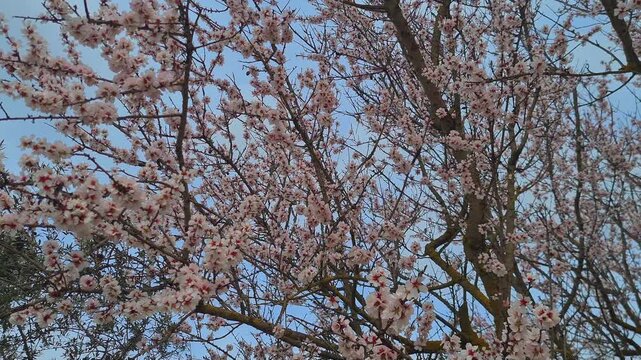spring Blossom tree branches with pink Flowers against blue Sky, nature renewal background