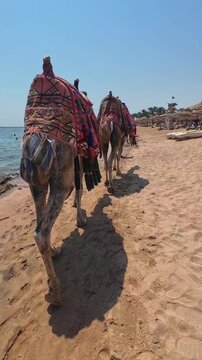 A video showing two dromedary camels adorned with traditional colorful saddles and tassels walking along a sandy beach. The background features a vacation resort with people swimming in the sea and be