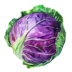 Obraz premium An isolated fresh cabbage illustration watercolor vegetable.