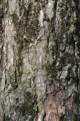 Fototapeta premium Red horse chestnut