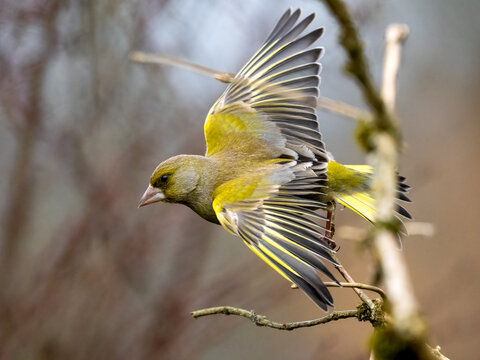Gr&uuml;nfink, Chloris chloris