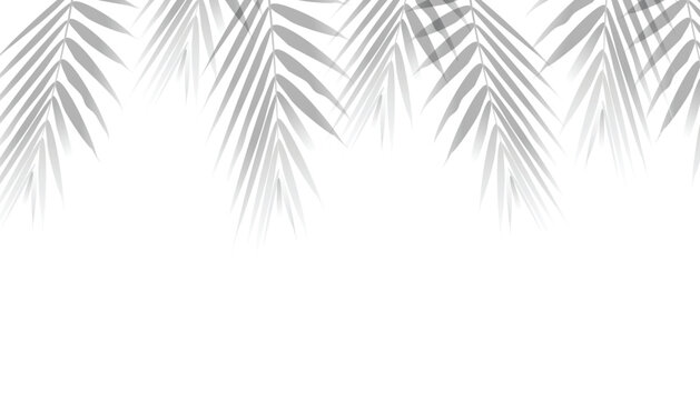 Natural Palm Leaf Shadow Aesthetic Minimalist Summer Overlay with vector illustration