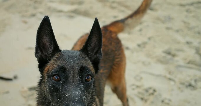 Dog races along wet shoreline. Canine sprints across sandy beach with ring. Dog enthusiastically runs with ring along ocean shore. Lively dog bounds across wet sand holding ring in its mouth