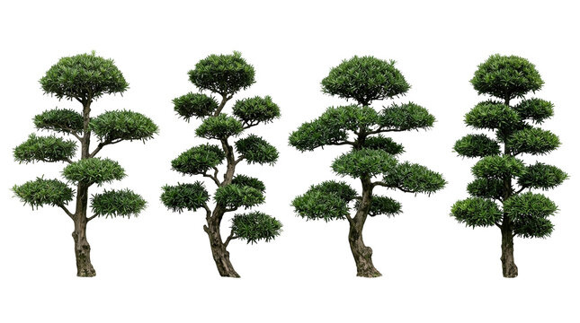 Bonsai, tree, sculpted, pruned, Japanese garden, green, isolated four artistic Podocarpus niwaki trees in a horizontal row on a black background, perfect for zen landscaping design.