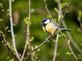 Obraz premium Kohlmeise, Parus major