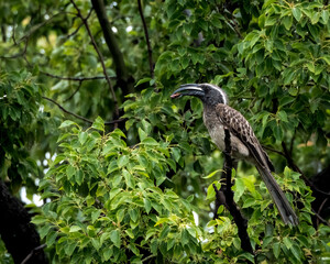 Naklejka premium Wild red billed hornbill resting on a leafy branch in bright natural light. The bird's distinctive curved red bill and patterned plumage create an eye catching wildlife scene with rich detail. Ideal