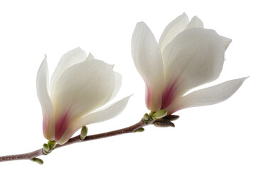 Two delicate magnolia flowers with soft white and pink petals on a slender branch, featuring emerging buds, isolated on transparent background, perfect for spring designs © Evans