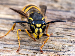 Macro portrait of a common wasp (Vespula vulgaris) insect on wood, highlighting intricate facial markings, compound eyes, and characteristic black and yellow warning colours, stock photo image © Tony Baggett