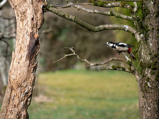 Buntspecht, Great Spotted Woodpecker, Dendrocopos major