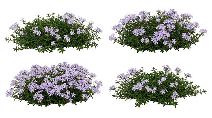 Naklejka premium Creeping phlox, phlox stolonifera, woodland phlox, purple flowers, ground cover, garden plant, spring bloom, four clusters of lilac flowering perennials for landscaping design.