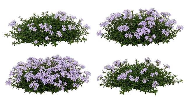 Creeping phlox, phlox stolonifera, woodland phlox, purple flowers, ground cover, garden plant, spring bloom, four clusters of lilac flowering perennials for landscaping design.