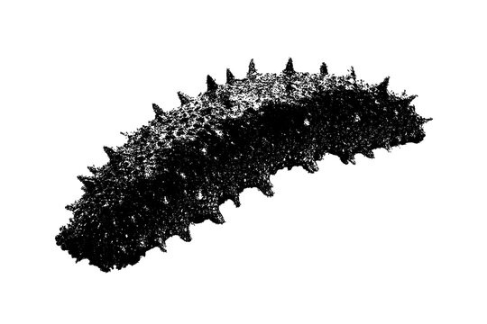 Black and white sea cucumber illustration isolated with clipping path.