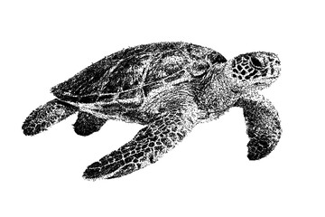Black and white sea turtle illustration isolated with clipping path. © Hnnylanb
