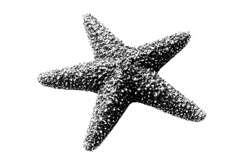 Fototapeta premium Black and white starfish illustration isolated with clipping path.