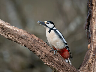 Fototapeta premium Buntspecht, Great Spotted Woodpecker, Dendrocopos major