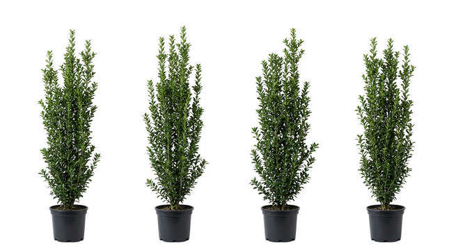 Sky Pencil Japanese Holly, Ilex crenata, Evergreen shrub, Columnar plant, Nursery pot, Vertical plant, Garden landscaping set of four narrow potted plants for modern yard design.