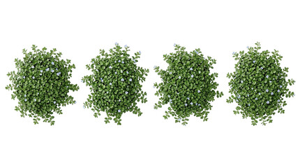 Obraz premium Veronica repens, creeping veronica, top view, groundcover, foliage, isolated, black background. Four lush clusters of creeping speedwell with tiny blue flowers for garden design.