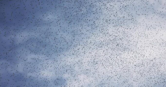 Mosquito swarm at summer in the sky