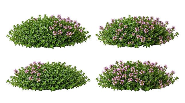 Thymus praecox, creeping thyme, wild thyme, ground cover, herbal plant, purple flowers, blooming bush. Isolated set of four aromatic herb clusters for garden design projects.