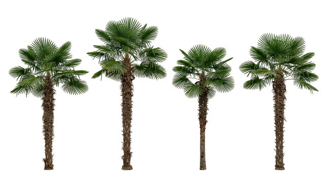 Windmill palm, Trachycarpus fortunei, palm tree, isolated, black background, tropical, foliage set of four green plants for architectural visualization and garden landscape design.