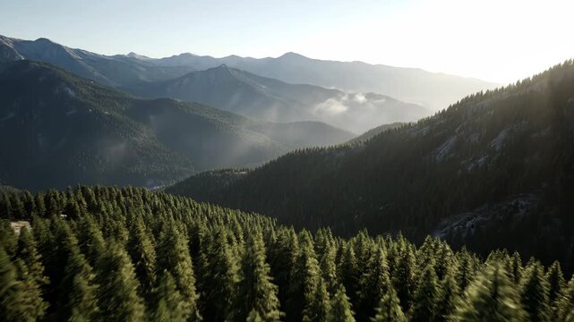 Aerial flyover above dense evergreen forest canopy revealing layered mountain ranges with atmospheric haze during bright sunny sunrise, for vastness, wilderness, natural exploration