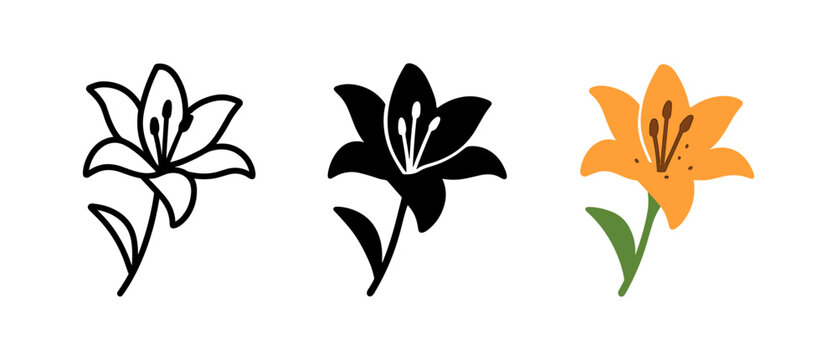 Lily flower trio in outline, silhouette, and color styles