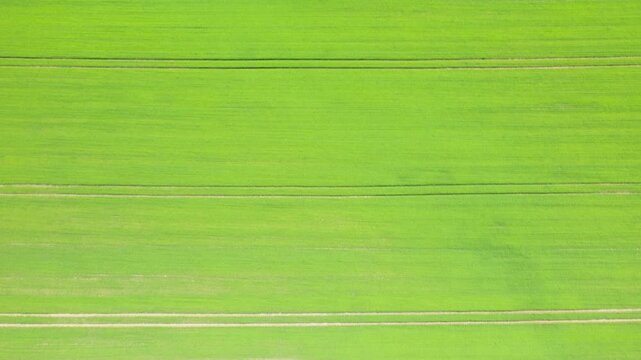 Drone shot of vibrant green agricultural fields with parallel tracks in the Normandy countryside, France. Minimalist rural landscape with fresh spring colors.