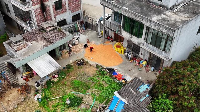  Documentary B-Roll: Elderly Women Drying Corn in Rural Courtyard 