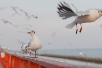 A bird rests near calm water in a quiet mangrove forest, a beautiful wildlife animal symbol of nature and freedom, inspiring peaceful travel moments for those who love the wild.