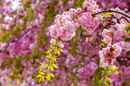 japanese sakura viewing season. pink flowers of cherry blossom during spring time. blooming place in ukraine. hanami picture from outdoor location of uzhhorod in afternoon light. peaceful april