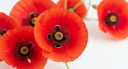 Obraz premium Macro Photography of Bright Red Poppy Flowers with Crimped Petals and Dark Centers on Green Stems