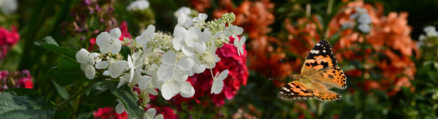 Schmetterling 1360 © K.-U. Häßler