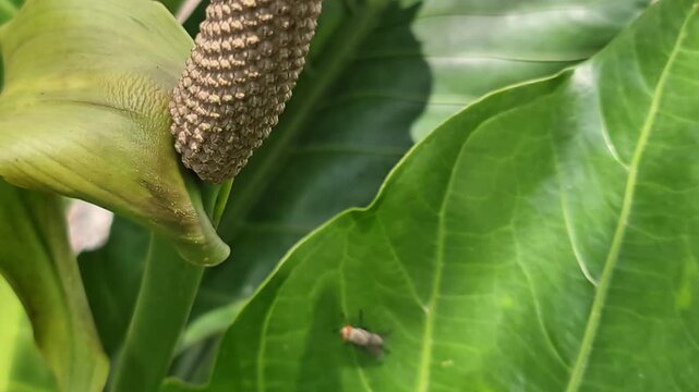 Detailed macro of an Anthurium spadix flower with a unique bumpy texture against lush green tropical leaves in a home garden.