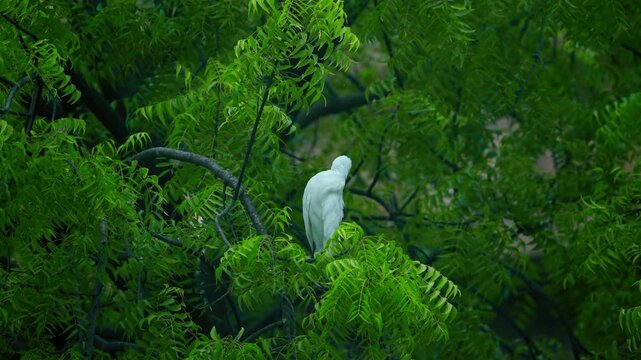 The Great Egret is a large, elegant wading bird known for its striking white plumage, long slender neck, and sharp yellow bill. Belonging to the heron family, it is commonly found in wetlands, marshes