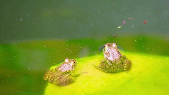 Perfect for pond scenes, rainforest art, wildlife designs, and animal vector graphics, this project highlights tree frogs, green frogs, tropical frogs, and cute amphibians. Ideal for digital artwork, 